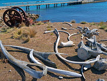 Whale bones at old whaling station, Maria Island, Tasmania, Australia.
