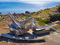 Whale bones at old whaling station, Maria Island, Tasmania, Australia.