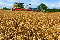 Wheat harvesting - grain transferring from combine harvester to trailer,  Walsingham, Norfolk, England, UK. August