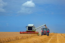 Wheat harvesting - grain transferring from combine harvester to trailer,  Walsingham, Norfolk, England, UK. August
