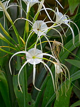 White spider lily flower (Crinum asiaticum) Northern Thailand.