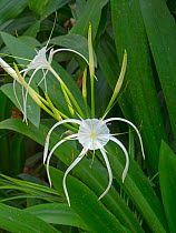 White spider lily flower (Crinum asiaticum) Northern Thailand.