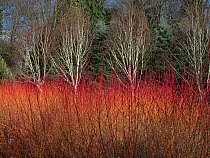 Dogwood (Cornus) and Himalayan birch (Betula utilis var Jacquemontii) in winter, Bressingham Gardens, Norfolk, England, UK, February.