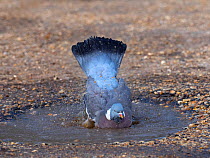 Wood pigeon (Columba palumbus) bathing in puddle in winter, Norfolk, England, UK. March.