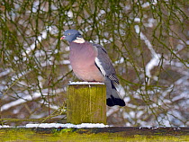 Wood pigeon (Columba palumbus) portrait  perched on post in winter with snow, Norfolk, England, UK. February.