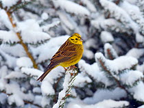 Yellowhammer (Emberiza citrinella) perched in snow covered conifer, Norfolk, England, UK. February.