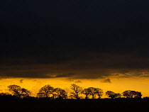 Dark winter arable farmland landscape with line of Oak trees (Quercus robur) silhouetted at dusk, Southrepps, Norfolk, England, UK, February.