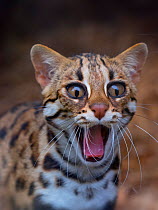 Asian leopard cat (Prionailurus bengalensis) with surprised expression, captive, occurs in South East Asia.