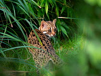 Asian leopard cat (Prionailurus bengalensis) captive, occurs in South East Asia. Digitally added grass in foreground.