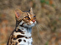 Asian leopard cat (Prionailurus bengalensis) captive, occurs in South East Asia.
