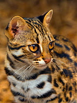 Asian leopard cat (Prionailurus bengalensis) captive, occurs in South East Asia.