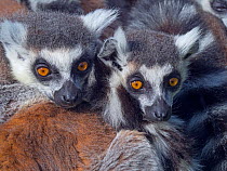 RF - Ring-tailed lemur (Lemur catta) family resting, captive occurs in Madagascar. (This image may be licensed either as rights managed or royalty free.)