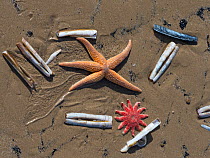 RF - Common starfish (Asterias rubens) with Razor shell (Ensis sp.) and Common sunstar (Crossaster papposus) Titchwell Beach, Norfolk, England, UK, March. (This image may be licensed either as rights...