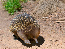 RF - Short-beaked echidna (Tachyglossus aculeatus) Australia. (This image may be licensed either as rights managed or royalty free.)