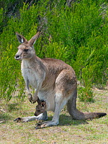 RF - Tasmanian eastern gray kangaroo (Macropus giganteus tasmaniensis) female with joey in pouch,  Tasmania, Australia. (This image may be licensed either as rights managed or royalty free.)