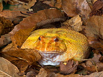 RF - Argentine horned frog (Ceratophrys ornata) albino variety, captive. Occurs in Brazil, Uraguay and Argentina. (This image may be licensed either as rights managed or royalty free.)