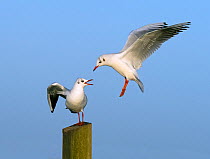 RF - Black headed gulls (Chroicocephalus ridibundus) two, in winter plumage, one trying to land on post where another is already sitting.  East Anglia, UK, November. (This image may be licensed either...