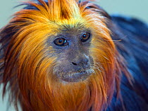 RF - Golden-headed lion tamarin (Leontopithecus chrysomelas) captive, endemic to Brazil. (This image may be licensed either as rights managed or royalty free.)