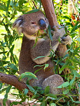 Koala (Phascolarctos cinereus) eating leaves, Melbourne, Victoria, Australia.