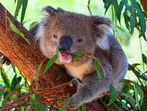 RF - Koala (Phascolarctos cinereus) eating leaves, Melbourne, Victoria, Australia. (This image may be licensed either as rights managed or royalty free.)