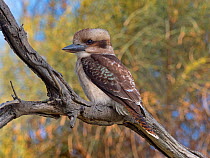 RF - Kookaburra (Dacelo novaeguineae) perched on branch, Tasmania (This image may be licensed either as rights managed or royalty free.)