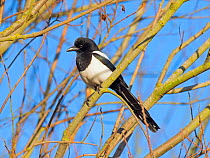 RF -  Magpie (Pica pica) perched in hedgerow, Titchwell, Norfolk, England, UK, December. (This image may be licensed either as rights managed or royalty free.)