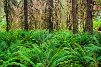 Ferns and moss covered trees in the Hoh Rain Forest of Olympic National Park.  Washington, USA.