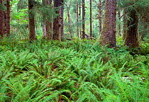 Ferns and moss covered trees in the Hoh Rain Forest of Olympic National Park. Washington, USA. September.