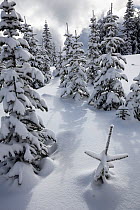 Snow covered trees on Suntop Mountain in the Baker-Snoqualmie National Forest. Washington, USA. February.