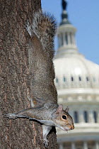 Eastern gray squirrel (Sciurus carolineses) on tree trunk with US Capitol building in  background, Washington DC, USA. June 2017.