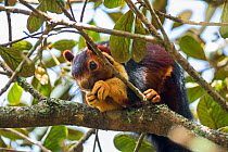 Indian giant squirrel (Ratufa indica) feeding on tree trunk, Tamil Nadu, India.