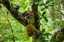Indian giant squirrel (Ratufa indica) on tree with jack fruit, Tamil Nadu, India.