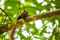 Orange bellied Himalayan squirrel (Dremomys lokriah) Pakke Tiger Reserve, Arunachal Pradesh, India.