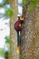Indian giant squirrel (Ratufa indica) climbing tree, Tamil Nadu, India.
