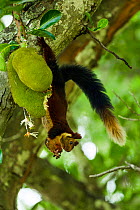 Indian giant squirrel (Ratufa indica) feeding on Jackfruit, Kaziranga National Park, Assam, India.