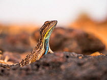 Fan-throated lizard (Sitana ponticeriana) male displaying. Chalkewadi, Maharashtra, India.