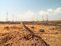 Fan-throated lizard (Sitana ponticeriana) female in front of  Chalkewadi, Maharashtra, India.