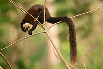 Black giant squirrel (Ratufa bicolor) Assam, India.