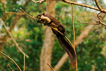 Black giant squirrel (Ratufa bicolor) Assam, India.
