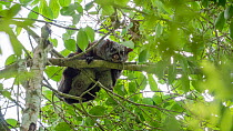 Indian giant flying squirrel (Petaurista philippensis) male in tree, Western Ghats, Tamil Nadu, India.