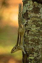 Indian palm squirrel (Funambulus palmarum) on tree trunk, Western Ghats, Tamil Nadu, India.