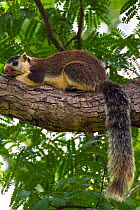 Grizzled giant squirrel (Ratufa macroura) on tree trunk, Karnataka, Western Ghats, India.
