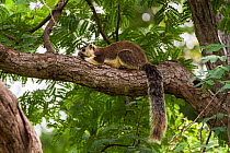 Grizzled giant squirrel (Ratufa macroura) on tree trunk, Karnataka, Western Ghats, India.