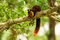 Indian giant squirrel (Ratufa indica) on Curtain fig (Ficus microcarpa) Karnataka, Western Ghats, India.