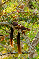 Indian giant squirrel (Ratufa indica) pair, Karnataka, Western Ghats, India.