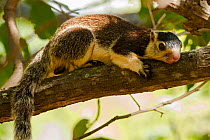 Grizzled giant squirrel (Ratufa macroura) Cauvery Wildlife Sanctuary, Karnataka, India.