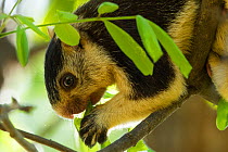 Grizzled giant squirrel (Ratufa macroura) feeding, Cauvery Wildlife Sanctuary, Karnataka, India.