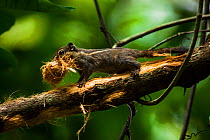 Three striped palm squirrel  (Funambulus palmarum) carrying nesting material, Arunchal Pradesh, India.