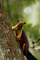 Indian giant squirrel (Ratufa indica) on Curtain fig (Ficus microcarpa) Tamil Nadu, India.