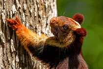 Indian giant squirrel (Ratufa indica)  Kaziranga National Park, Assam, India